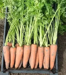 Семена моркови Канада F1, п.е. 25 тыс. семян, 1,8-2,0 калибр (Bejo)