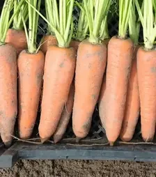 Семена моркови Канада F1, п.е. 25 тыс. семян, 2,0-2,2 калибр (Bejo)