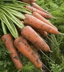 Семена моркови Кордоба F1, п.е. 100 тыс. семян, 1,6-1,8 калибр (Bejo)