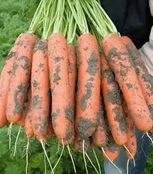 Семена моркови Нерак F1, п.е. 100 тыс. семян, 1,6-1,8 калибр (Bejo)