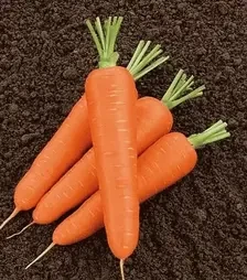 Насіння моркви Олімпо F1, п.о. 100 тис. насінин , 1,6-1,8 калібр (Hazera)