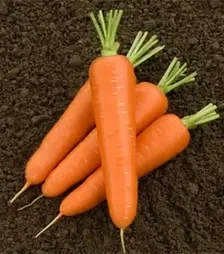 Насіння моркви Олімпо F1, п.о. 100 тис. насінин , 1,8-2,0 калібр (Hazera)