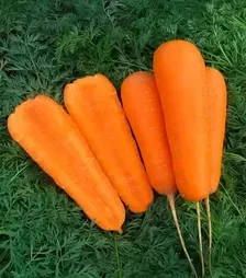 Насіння моркви Болівар F1, п.о. 500 тис. насінин , 1,4-1,6 калібр (Clause)
