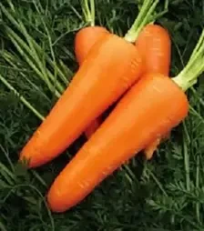 Насіння моркви Мірафлорес F1, п.о. 500 тис. насінин , 2,0-2,25 калібр (Clause)