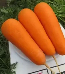 Семена моркови Боливар F1, п.е. 500 тыс. семян, 1,6-1,8 калибр (Clause)