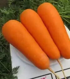 Насіння моркви Болівар F1, п.о. 100 тис. насінин , 1,4-1,6 калібр (Clause)