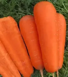 Насіння моркви Болівар F1, п.о. 100 тис. насінин , 1,6-1,8 калібр (Clause)