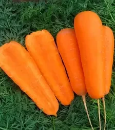 Насіння моркви Болівар F1, п.о. 100 тис. насінин , 2,0-2,25 калібр (Clause)