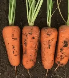 Насіння моркви Абразо F1, п.о. 200 тис. насінин , 1,4-1,6 калібр (Seminis)