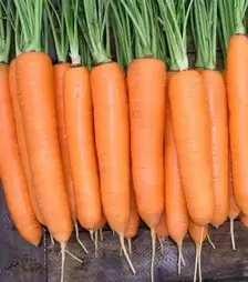 Семена моркови Элеганза F1, п.е. 100 тыс. семян (Nunhems)