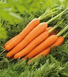 Семена моркови Лагуна F1, п.е. 100 тыс. семян (Nunhems)