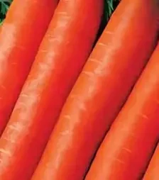 Семена моркови Тушон, 500 г (Коуэлл)