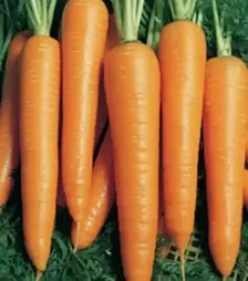 Семена моркови Вита Лонга, 500 г (Bejo)