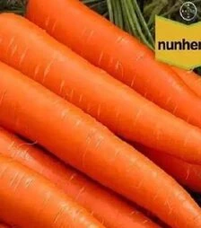 Семена моркови Каданс F1, п.е. 100 тыс. семян (Nunhems)