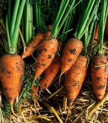 Семена моркови Фитиль F1, п.е. 50 тыс. семян (Moravoseed)