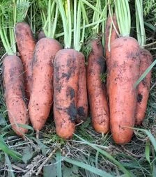 Семена моркови Нью Курода АС, 500 г (Asia Seed)