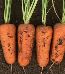 Семена моркови Абразо F1, п.е. 1000 тыс. семян (Seminis)