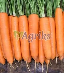 Семена моркови Элеганза F1 Нунемс, п.е. 100 тыс. семян (Nunhems)