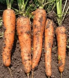 Насіння моркви Каротина, 500 г (Semo)