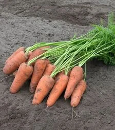 Семена моркови Курасао F1, п.е. 100 тыс. семян (Bejo)