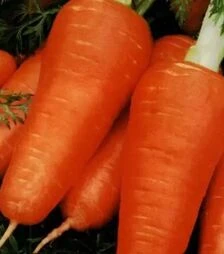 Насіння моркви Курода Шантане Sakata, 500 г (Sakata)