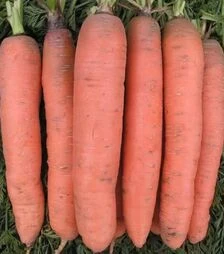 Насіння моркви Рубина, 500 г (Semo)