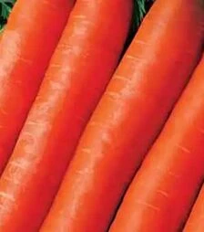 Семена моркови Тушон, 5 кг (Коуел)