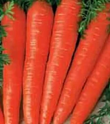 Насіння моркви Флакко, 5 кг (Коуел)