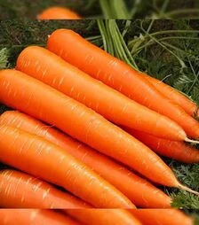 Насіння моркви Франсис, 1 кг (Moravoseed)