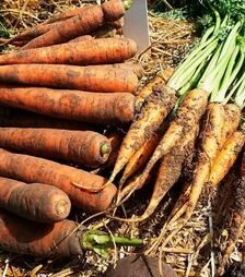 Насіння моркви Харизма F1, п.о. 1000 тис. насінин (Moravoseed)