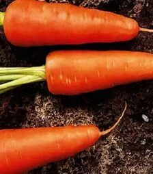 Насіння моркви Шантане Ред Кор, 500 г (United Genetiks)