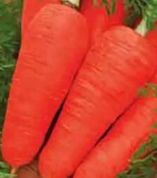 Семена моркови Шантане Hortus, 5 кг (Коуэл)