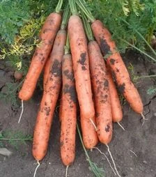 Насіння моркви Ярана F1, п.о. 25 тис. насінин (Semo)