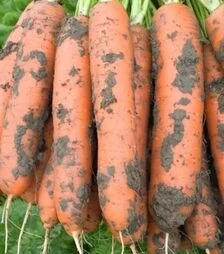 Семена моркови Балтимор F1, п.е. 500 тыс. семян, 2,0-2,2 калибр (Bejo)