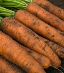 Насіння моркви Белградо F1, п.о. 500 тис. насінин, 2,0-2,2 калібр (Bejo)