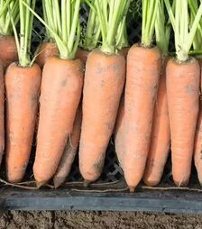 Семена моркови Канада F1, п.е. 500 тыс. семян, 2,0-2,2 калибр (Bejo)