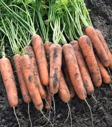 Семена моркови Натуна F1, п.е. 500 тыс. семян, 1,8–2,0 калибр (Bejo)