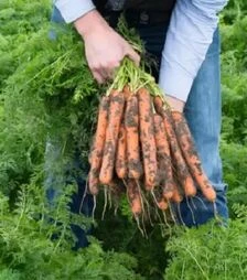 Семена моркови Нерак F1, п.е. 500 тыс. семян, 2,0–2,2 калибр (Bejo)