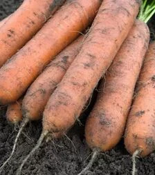 Семена моркови Номинатор F1, п.е. 500 тыс. семян, 2,2–2,4 калибр (Bejo)