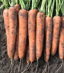 Семена моркови Норвей F1, п.е. 500 тыс. семян, 2,0–2,2 калибр (Bejo)