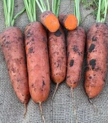 Семена моркови Нью Курода АС, 500 г, 1,8–2,0 калибр (Asia Seed)