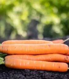 Насіння моркви PL 316 F1, п.о. 25 тис. насінин (Bakker Brothers)