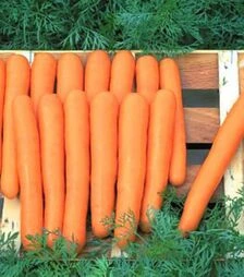 Семена моркови Маэстро F1, п.е. 100 тыс. семян (Hazera)