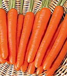 Семена моркови Мазурка, 500 г (Nasko)