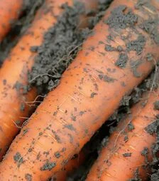 Насіння моркви Каротан F1, п.о. 1000 тис. насінин (Rijk Zwaan)