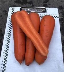 Насіння моркви Централ F1, п.о. 250 тис. насінин (Spark Seeds)