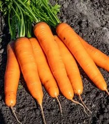 Насіння моркви PL 312 F1, п.о. 250 тис. насінин (Bakker Brothers)