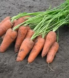 Семена моркови Курасао F1, п.е. 500 тыс. семян (Bejo)