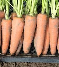 Семена моркови Канада F1, п.е. 500 тыс. семян (Bejo)