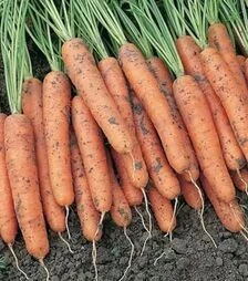Семена моркови Ниагара F1, п.е. 100 тыс. семян (Bejo)